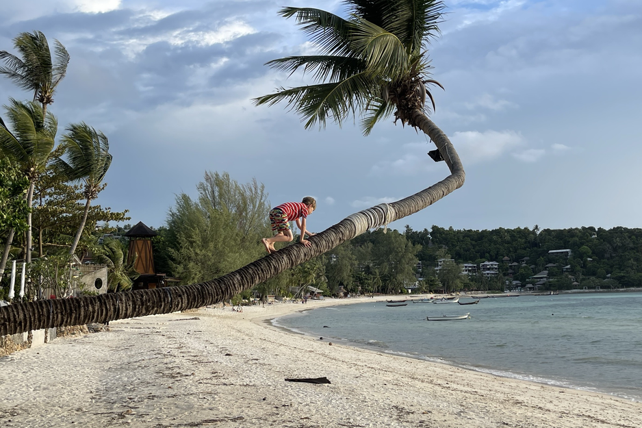 Kleiner Junge klettert auf Palme am Strand | © Linz Airport