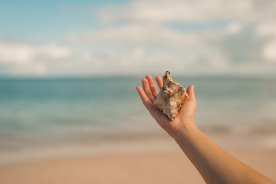 Kinderhand hält große Muschel | © Pexels