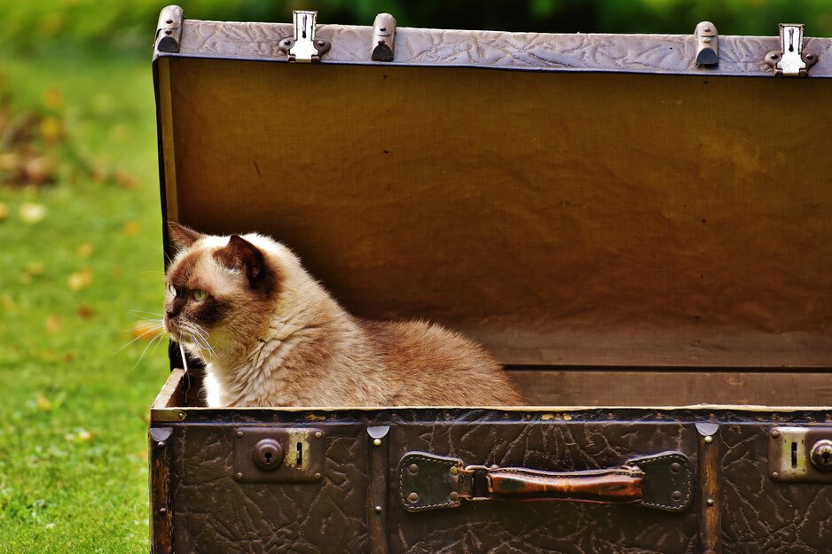 Braune Katze in geöffneten Koffer | © Pexels