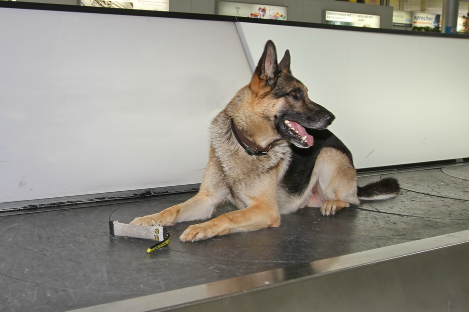 Polizeihund_auf_Gepäckband